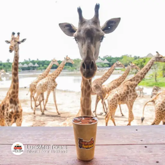 safari world